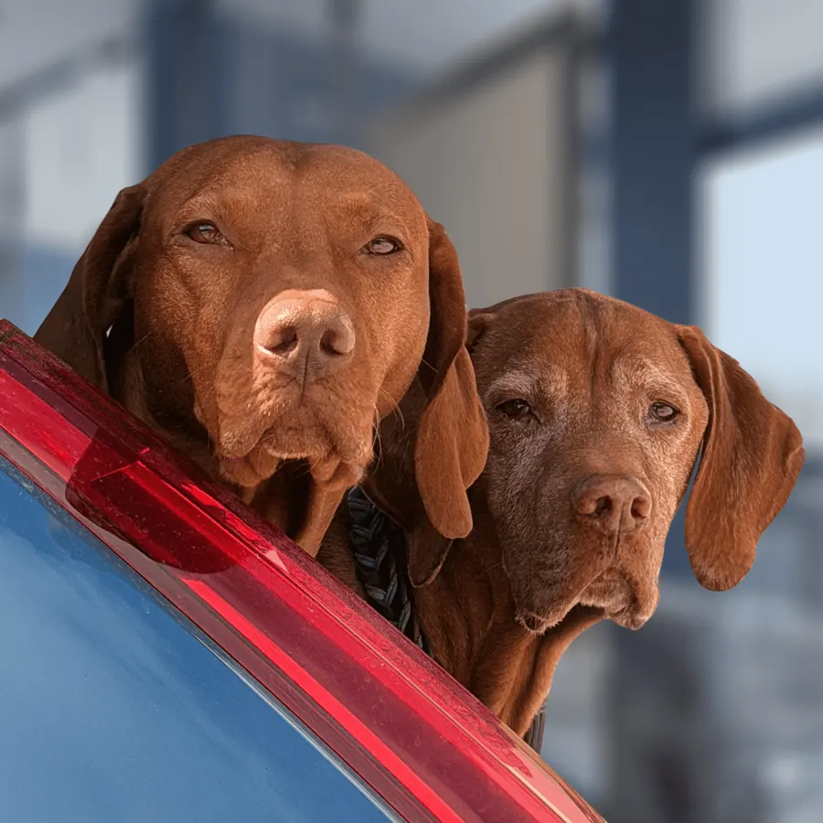 Die Bürohunde Arak und Balou
